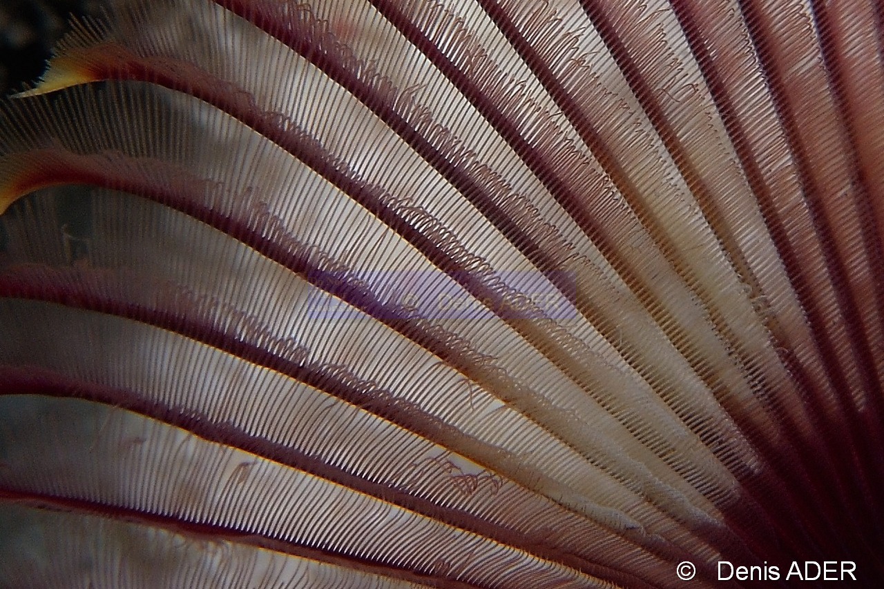 Anamobaea-orstedii Ver fendu tubicole-Bonaire Buddy reef-14m-20180219-Denis-ADER-C_6943-1_tn.jpg